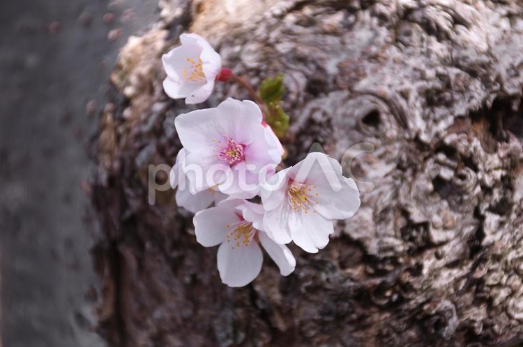 こんなところにも桜 サクラ,さくら,桜の写真素材