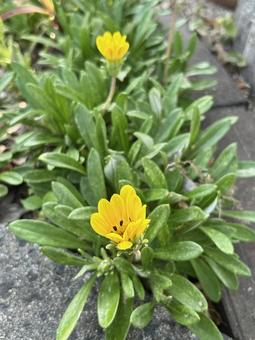 Yellow Gazania Flower, JPG Yellow Gazania Flower, JPG