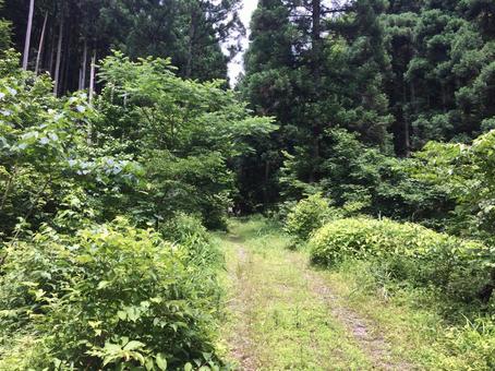夏の森の散歩道 夏の森の散歩道 森,森林,小道の写真素材