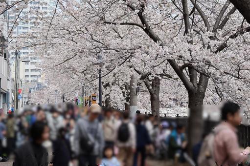 満開の桜を観る人々 満開の桜を観る人々 桜,観光,風景の写真素材