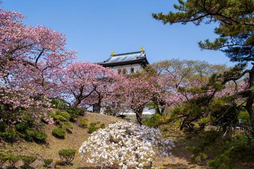 春の松前城と庭園 春の松前城と庭園 松前城,庭園,城の写真素材