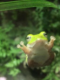 Frog Frog