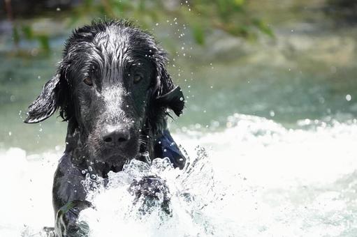 水も滴るいい黒犬 水も滴るいい黒犬の写真