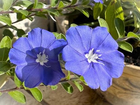 アメリカンブルー アメリカンブルー,花,アップの写真素材