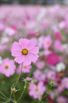 コスモス畑 コスモス,秋,こすもすの写真素材