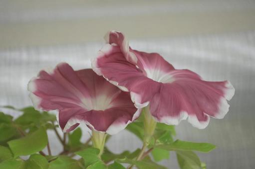 朝顔 朝顔 朝顔,アサガオ,あさがおの写真素材