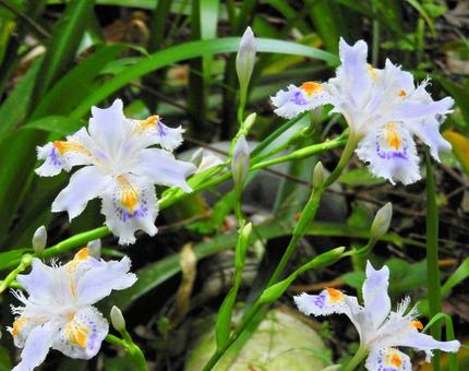 野生の花5 野生の花5の写真