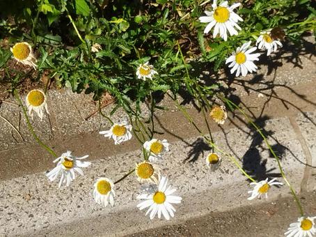道草 道草の写真
