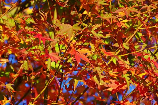 陽射しの中のイロハモミジ 陽射しの中のイロハモミジ イロハモミジ,紅葉,葉の写真素材