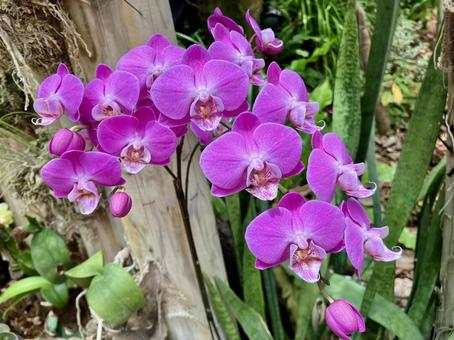 コチョウラン１ 花,植物,自然の写真素材