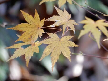 【紅葉写真】美しい紅葉風景 モミジ,紅葉,晩秋の写真素材