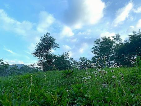 草原に咲く白い野花と青空の風景 草原に咲く白い野花と青空の風景の写真
