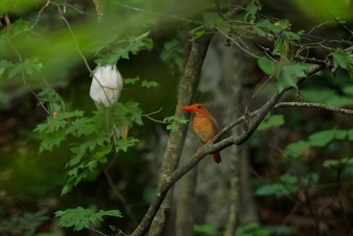 Photo, akashoubin, beech forest, summer bird, 