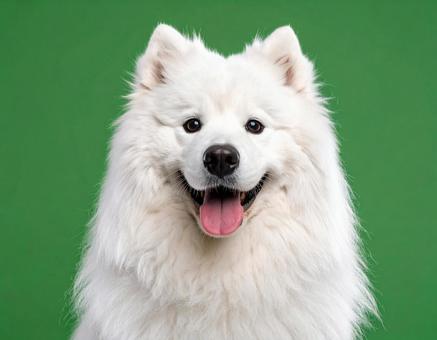 白いモフモフのサモエド 笑顔 犬2 白いモフモフのサモエド 笑顔 犬2の写真