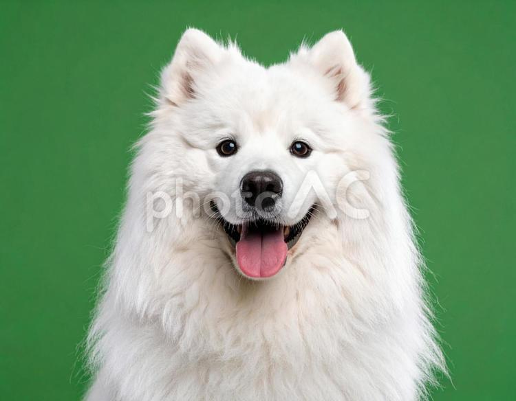 白いモフモフのサモエド　笑顔　犬2 サモエド,犬,白の写真素材