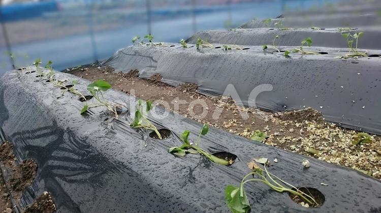 苗を植えたビニールマルチ畑 畑,苗,農業の写真素材