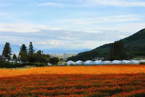 アルプスあづみの公園 コスモス畑 アルプスあづみの公園 コスモス畑の写真