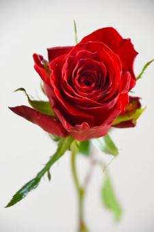 赤い薔薇 赤い薔薇の写真