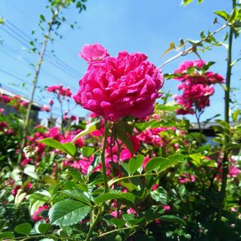 薔薇 薔薇の写真