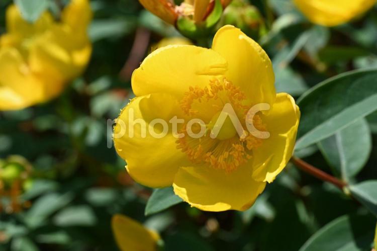 家の庭に咲いたキンシバイの花 クローズアップ,初夏,ガーデニングの写真素材