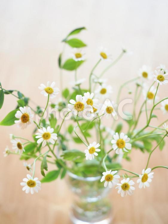 白くてかわいいマトリカリアの花 花,マトリカリア,白いの写真素材