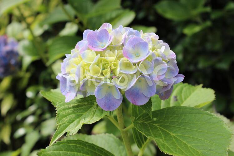 小さなアジサイの花 アジサイ,６月,ジューンの写真素材