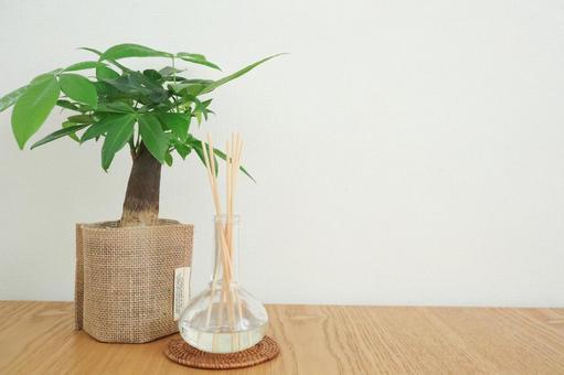 パキラとアロマディフューザー パキラとアロマディフューザーの写真