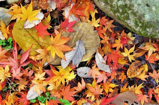 森、落ち葉、紅葉、葉っぱ、背景 森、落ち葉、紅葉、葉っぱ、背景 落ち葉,紅葉,枯れ葉の写真素材