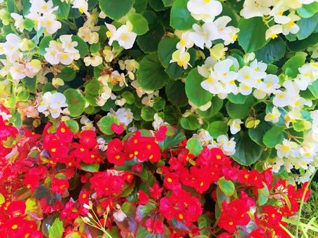 道端の可憐な花々の写真