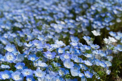 Nemophila field in spring Nemophila flowers, JPG