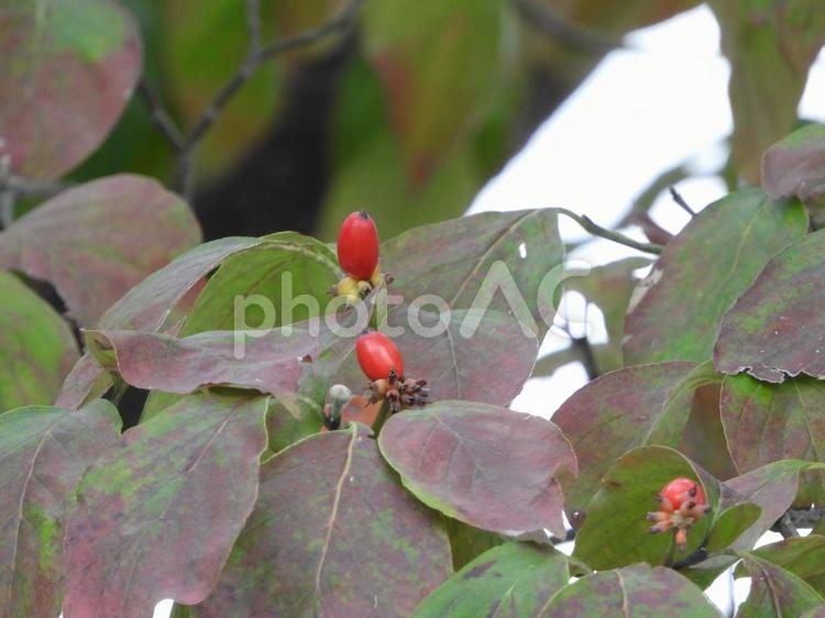 実のなる木 木,植物,実の写真素材
