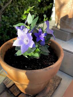 花 植物,鉢植え,ガーデニングの写真素材