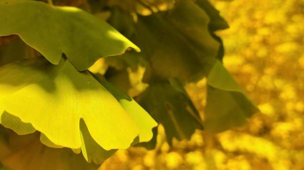 Ginkgo in November 004, जिन्कगो, जिन्कगो, जिन्कगो, JPG