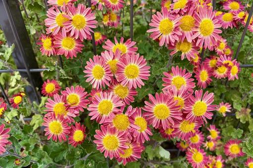 菊1 菊,キク,花の写真素材