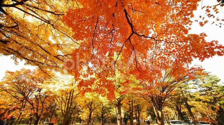 北海道大学のイチョウ並木 青空,晴れ,赤の写真素材