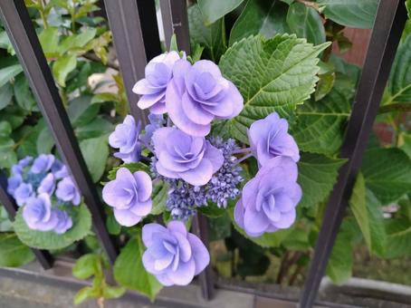 紫陽花328 紫陽花328の写真