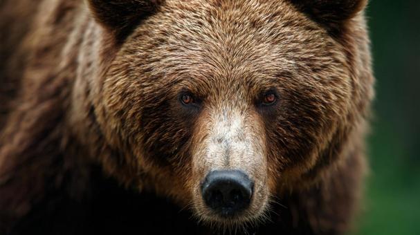 威厳に満ちたヒグマの表情 威厳に満ちたヒグマの表情の写真