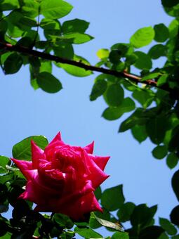 ピンクのバラの写真