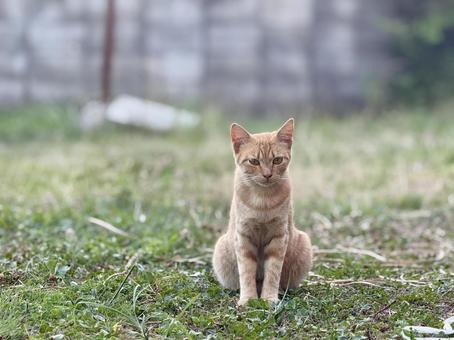 茶トラ地域猫(子猫)中央① 茶トラ地域猫(子猫)中央① ネコ,cat,地域猫の写真素材