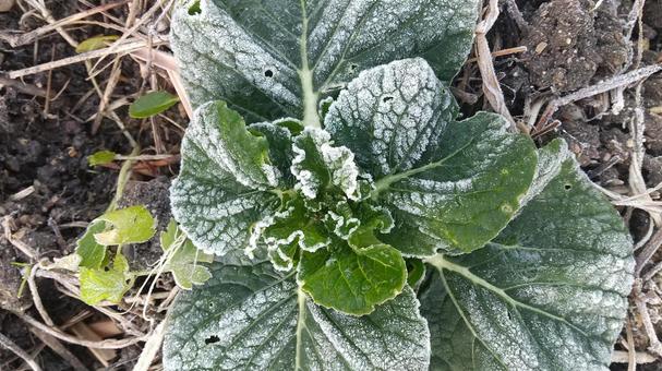 霜と野菜 霜と野菜 霜,冬景色,冬の写真素材