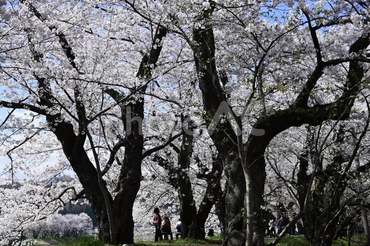 《角館の桜》ソメイヨシノ 仙北市,角館,旅情の写真素材