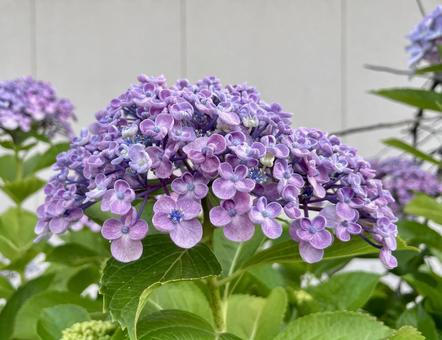 [Flower photo] Hydrangea flower, JPG