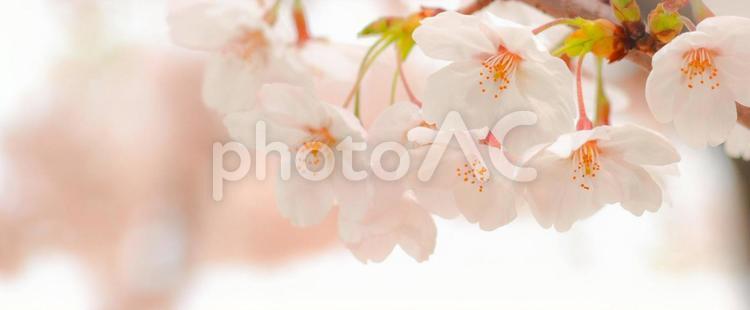 桜の花のフレーム、染井吉野のヘッダー 桜,さくら,サクラの写真素材