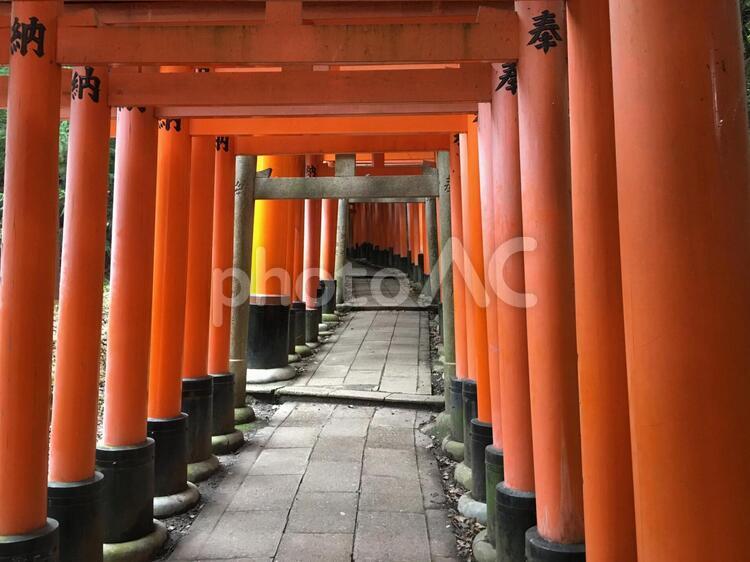 伏見稲荷 伏見稲荷の写真素材