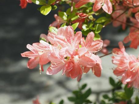 つつじ つつじの写真