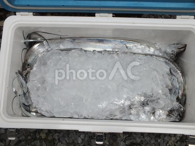クーラーボックスの中の大量のタチウオ クーラーボックス,氷,タチウオの写真素材