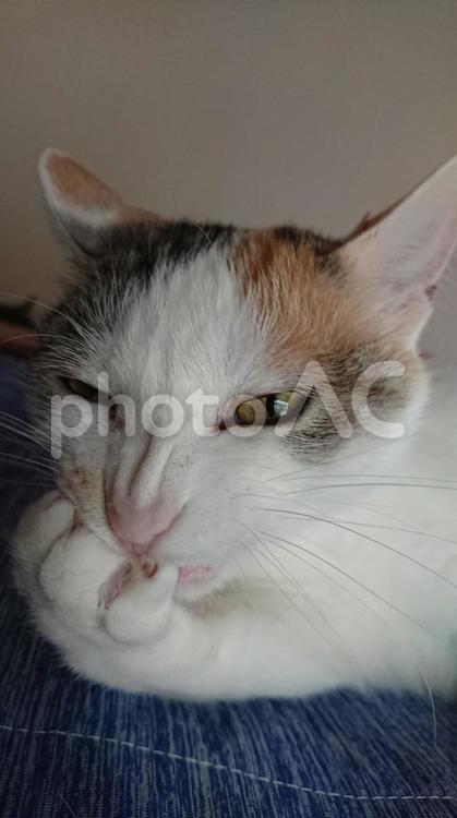 人間めッ！許さない！（猫又のなりかけ） ペット,動物,哺乳動物の写真素材