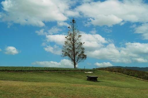 草原と１本の大きな木 草原,大木,青空の写真素材