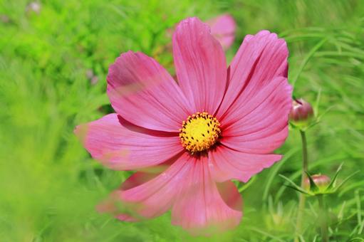 コスモス一輪 アップ コスモス一輪 アップ コスモス,花,秋の写真素材