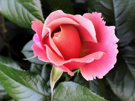 ベランダのバラ・ピンクビンテージ ベランダのバラ・ピンクビンテージ 薔薇,バラ,ピンクビンテージの写真素材